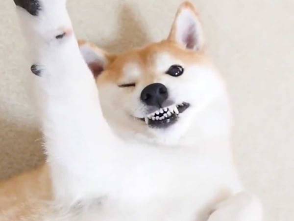 『あるもの』を見せびらかす犬　その様子に「かわいすぎる」「触りたい」