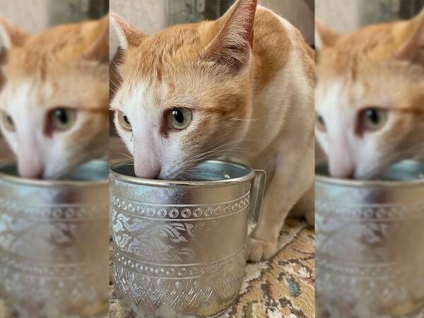まさかの診断結果に「かわいすぎです」　よく水を飲む猫を病院に連れていったら…？