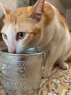 まさかの診断結果に「かわいすぎです」　よく水を飲む猫を病院に連れていったら…？