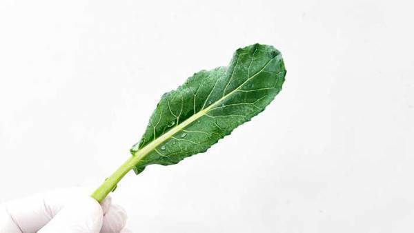 「マジか」「ずっと捨ててた」　ブロッコリー農家が伝えた衝撃の事実とは…！