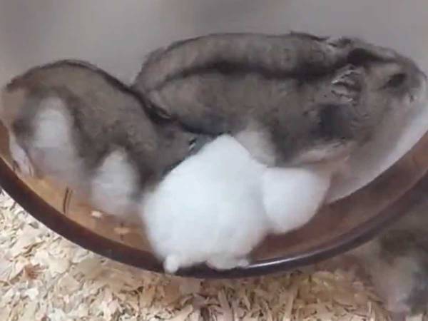 ハムスターの回し車が回らない…　理由に納得「一緒に乗りたい」「かわいい！」