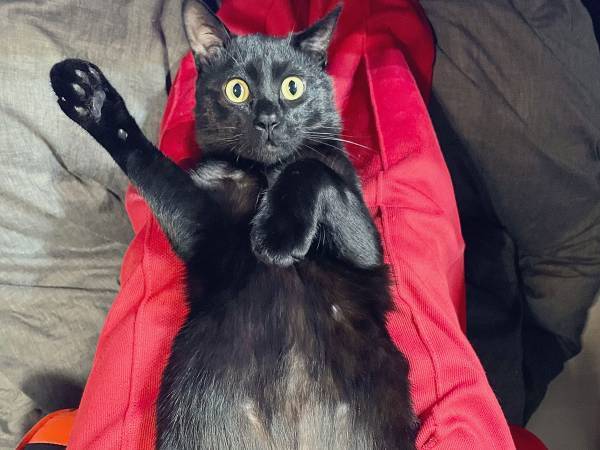 あまりの音の大きさにビックリ！　猫のリアクションから分かる、その衝撃度