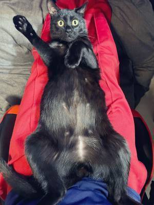 あまりの音の大きさにビックリ！　猫のリアクションから分かる、その衝撃度