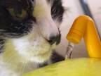 猫の水飲み…じゃない！？　１本の動画に「かわいすぎて笑っちゃう！」「ギリギリを攻めてる？」