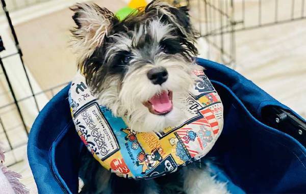 サロンで愛犬のトリミングをお願い　終了後の姿に「爆笑した」「犬種変わった？」