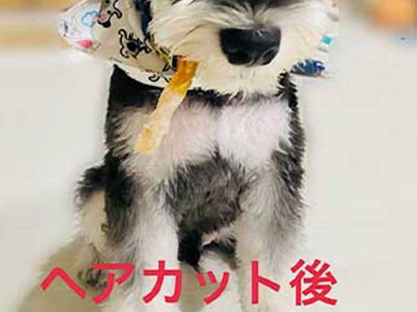 サロンで愛犬のトリミングをお願い　終了後の姿に「爆笑した」「犬種変わった？」
