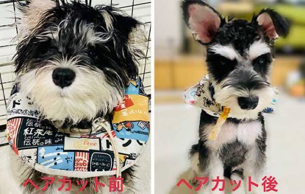 サロンで愛犬のトリミングをお願い　終了後の姿に「爆笑した」「犬種変わった？」