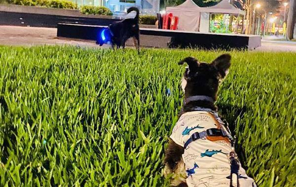 サロンで愛犬のトリミングをお願い　終了後の姿に「爆笑した」「犬種変わった？」