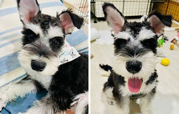 サロンで愛犬のトリミングをお願い　終了後の姿に「爆笑した」「犬種変わった？」