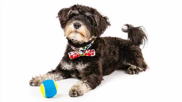 サロンで愛犬のトリミングをお願い　終了後の姿に「爆笑した」「犬種変わった？」