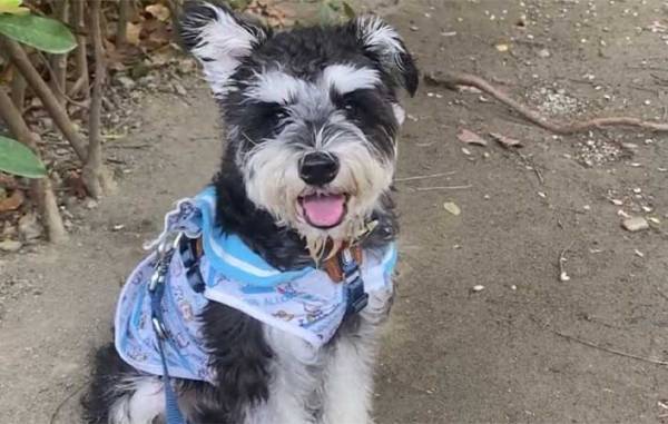 サロンで愛犬のトリミングをお願い　終了後の姿に「爆笑した」「犬種変わった？」