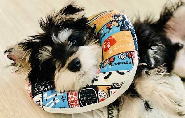 サロンで愛犬のトリミングをお願い　終了後の姿に「爆笑した」「犬種変わった？」