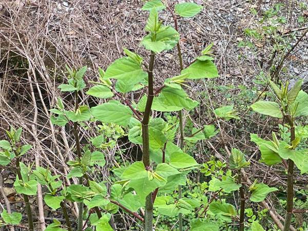 高知県民が好む『そこらへんの草』の正体　投稿に「知らなかった！」「他県民は食べないの！？」