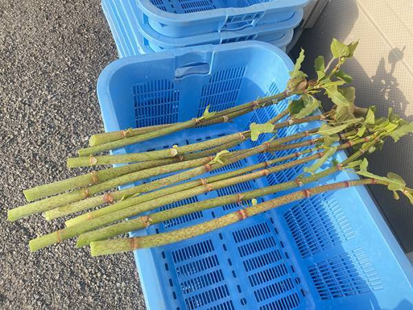 高知県民が好む『そこらへんの草』の正体　投稿に「知らなかった！」「他県民は食べないの！？」