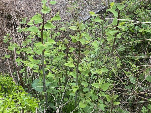 高知県民が好む『そこらへんの草』の正体　投稿に「知らなかった！」「他県民は食べないの！？」