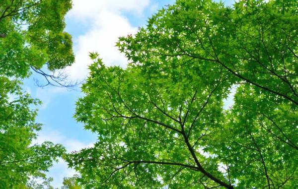 爽やかな風が吹く季節　古くから、時候の挨拶に使われてきた『薫風』という言葉