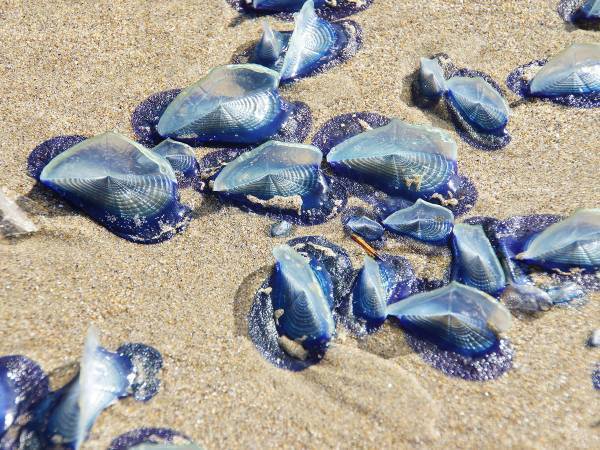 海で『キレイな青い塊』があっても触らないで！　GW前の注意喚起に「知らなかった！」の声