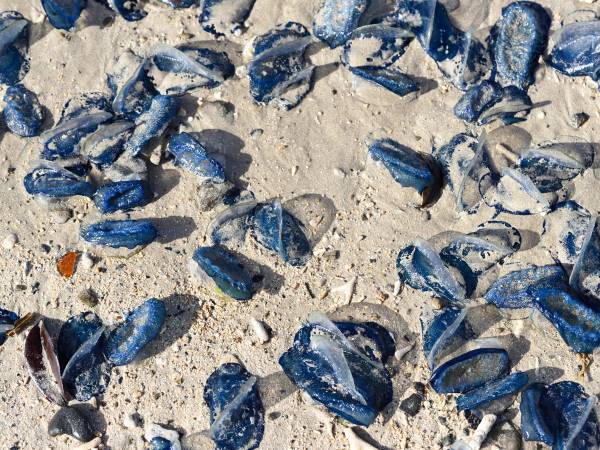 海で『キレイな青い塊』があっても触らないで！　GW前の注意喚起に「知らなかった！」の声