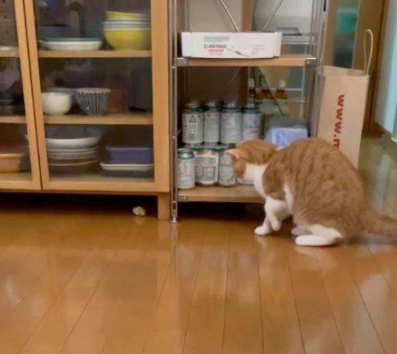 おもちゃで遊ぶ猫のしぐさに「確信犯」の声　ついつい許しちゃうかわいい「癖」とは？