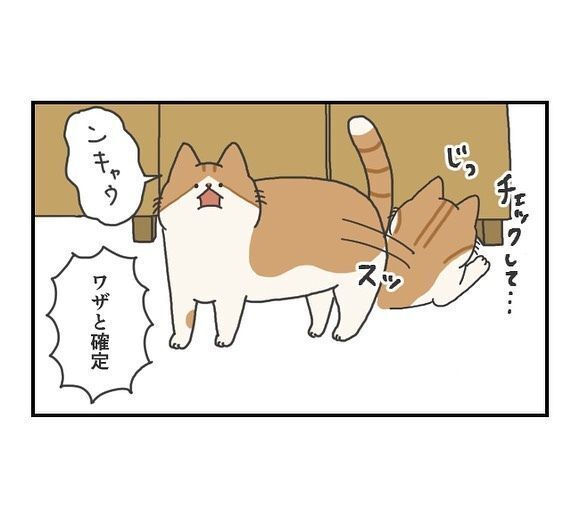 おもちゃで遊ぶ猫のしぐさに「確信犯」の声　ついつい許しちゃうかわいい「癖」とは？