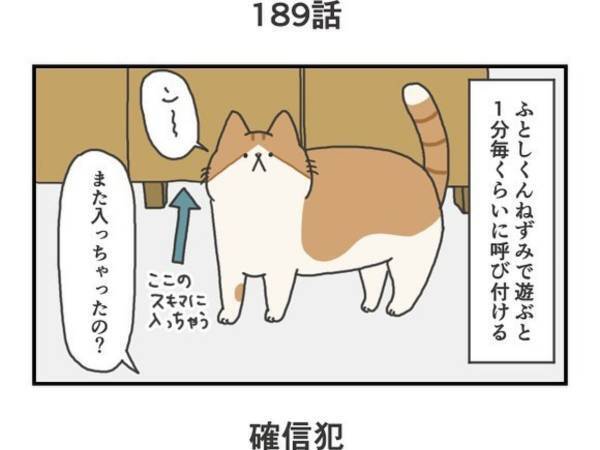 おもちゃで遊ぶ猫のしぐさに「確信犯」の声　ついつい許しちゃうかわいい「癖」とは？