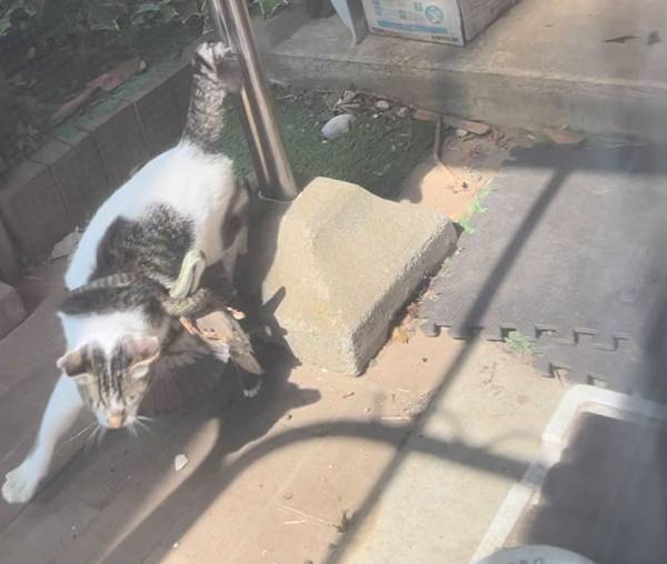 窓の外がカオス！　庭で繰り広げられた、ワイルドな戦いに１０万以上の『いいね』