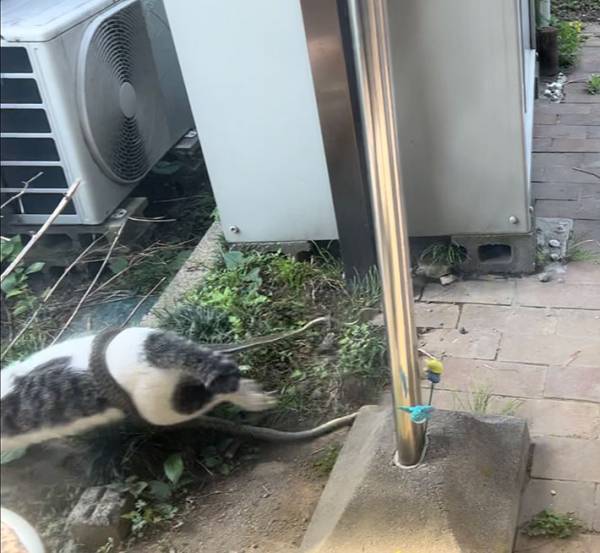 窓の外がカオス！　庭で繰り広げられた、ワイルドな戦いに１０万以上の『いいね』