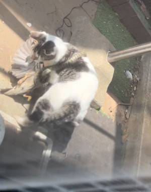 窓の外がカオス！　庭で繰り広げられた、ワイルドな戦いに１０万以上の『いいね』