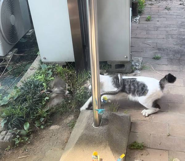 窓の外がカオス！　庭で繰り広げられた、ワイルドな戦いに１０万以上の『いいね』