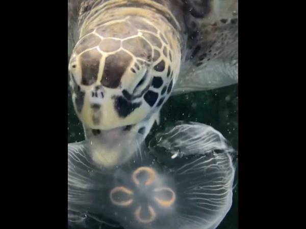 「食べるんだ…」「初めて知った」　水族館が公開した動画に衝撃…！