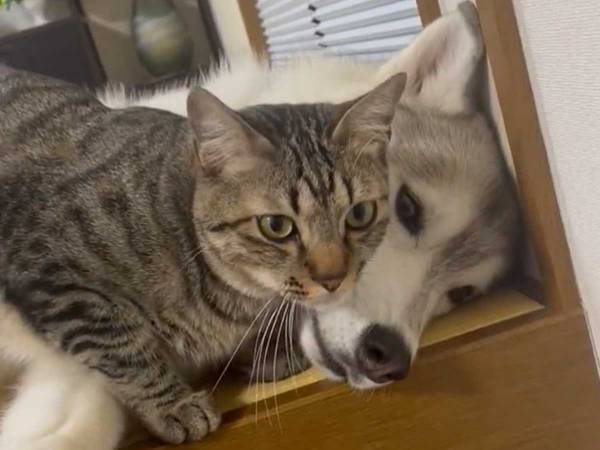 寝そべるハスキーに、猫が？　「可愛すぎるだろ」「平和」