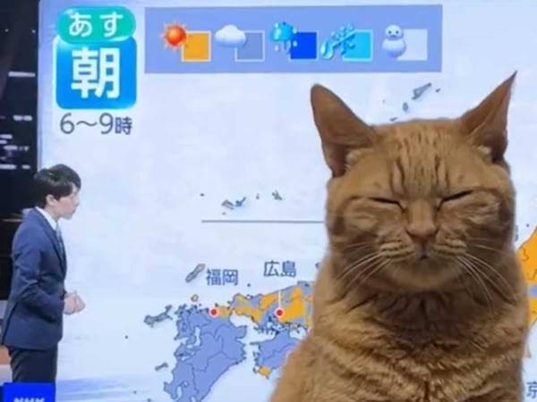 「晴れところにより猫」　愛猫を撮った動画が「じわじわくる」と話題