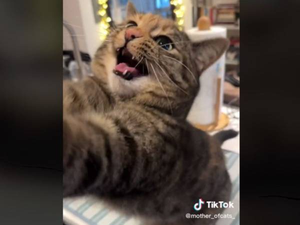 ２週間お留守番をしていた猫　帰宅した飼い主への『態度』に吹き出す！