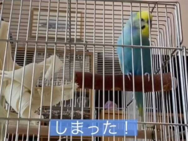 セキセイインコがしゃべった内容に、耳を疑う　「爆笑した」「本当に鳥ですか？」