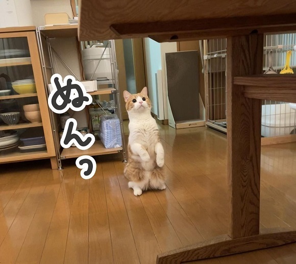 テーブルの上を覗きたい猫　アレそっくりな姿に「はい、かわいい」「安定感すごい」