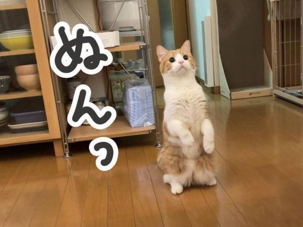 テーブルの上を覗きたい猫　アレそっくりな姿に「はい、かわいい」「安定感すごい」