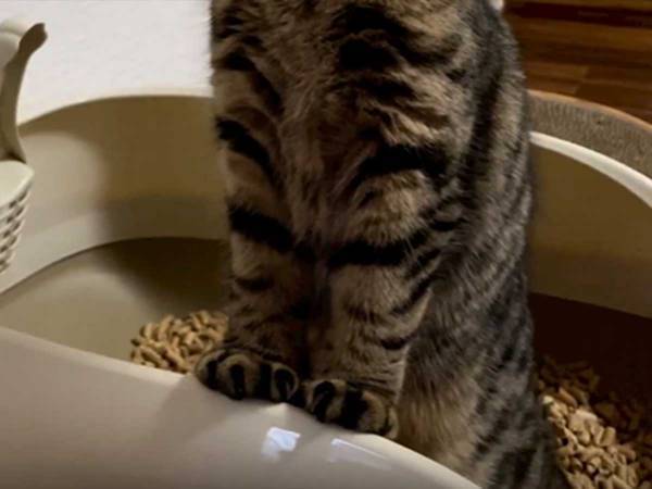 立ったまま大を踏ん張る猫　その表情に「吹いた」「なぜか何度も見たくなる」