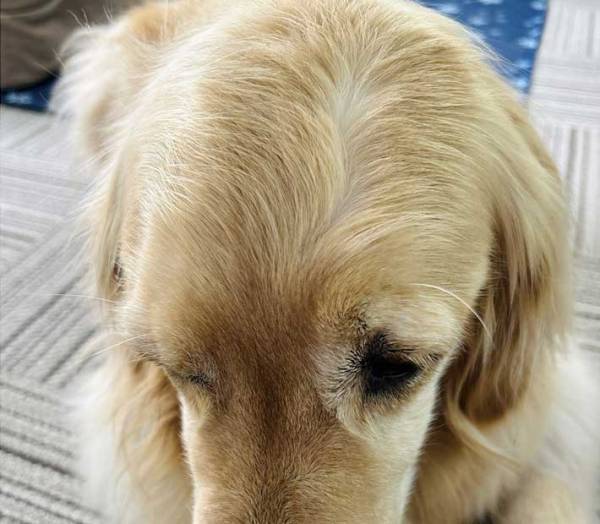 犬の『髪型』をバッチリ決める、カリスマスタイリストの技に「笑った」「様になってる」