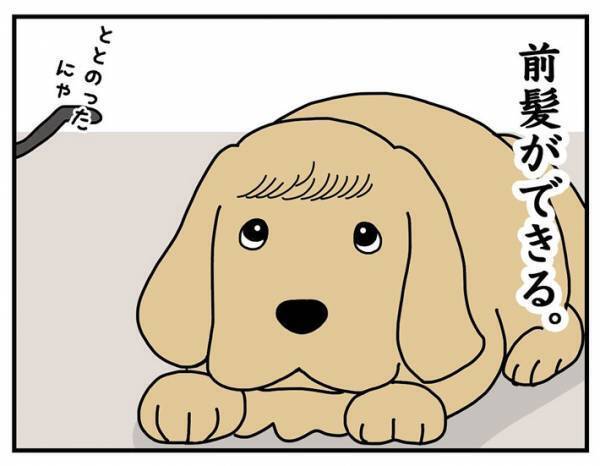 犬の『髪型』をバッチリ決める、カリスマスタイリストの技に「笑った」「様になってる」