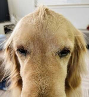 犬の『髪型』をバッチリ決める、カリスマスタイリストの技に「笑った」「様になってる」