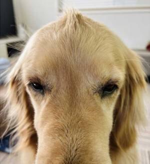 犬の『髪型』をバッチリ決める、カリスマスタイリストの技に「笑った」「様になってる」