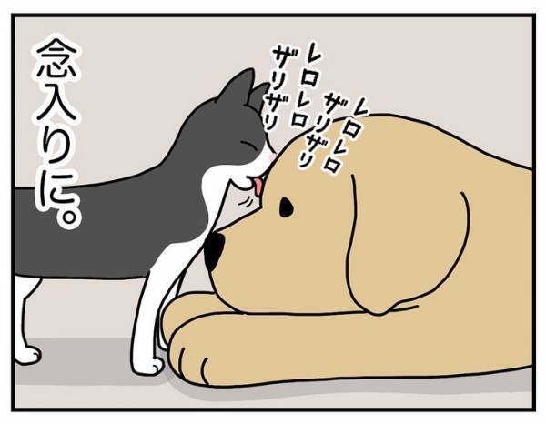 犬の『髪型』をバッチリ決める、カリスマスタイリストの技に「笑った」「様になってる」