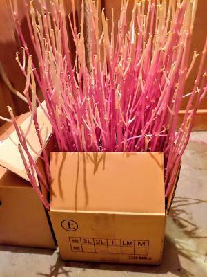 妻は悲鳴をあげ、夫は見惚れた　物置部屋に置きっ放しにしたダンボールから…