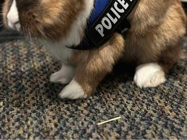 警官のベストを着た『新入り巡査』がかわいすぎる！　「会いに行きたい」