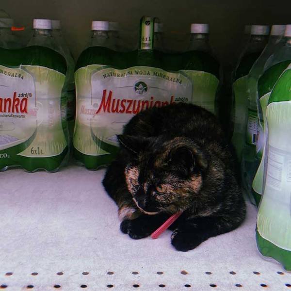 店の前で『変な声』を上げる人々　気になって近付くと？　「コレは不可抗力」