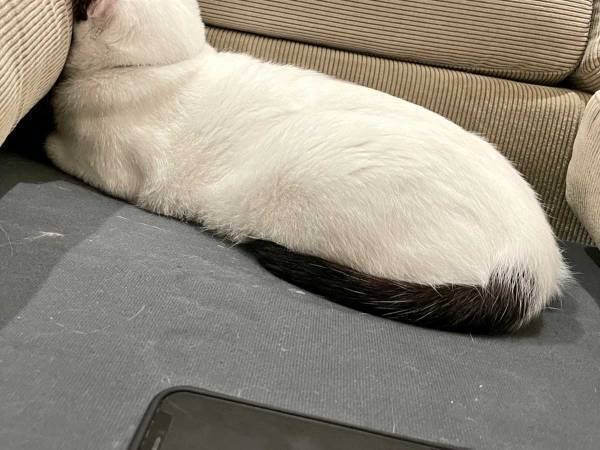 飼い主が猫に構ってあげられなかった結果…？　なんとも愛らしい行動に