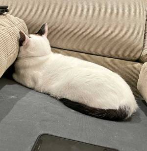 飼い主が猫に構ってあげられなかった結果…？　なんとも愛らしい行動に