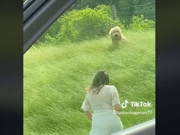 「泣いた」「きっと運命」　愛犬を亡くしたばかりの女性　ドライブ中に出会ったのは…