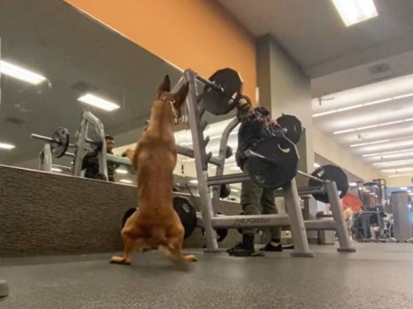 スクワットを始めた男性　するとそれを見た愛犬が立ち上がり…？「信じられない！」