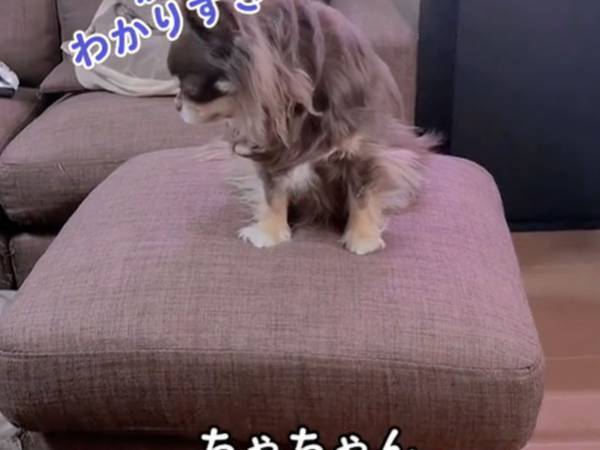 「ボロボロにしたの誰？」　２匹の犬に聞いた結果が「分かりやすすぎ！」